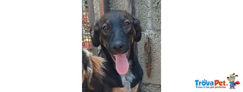 Orazio 2anni Affettuoso e Coccolone - Foto n. 1