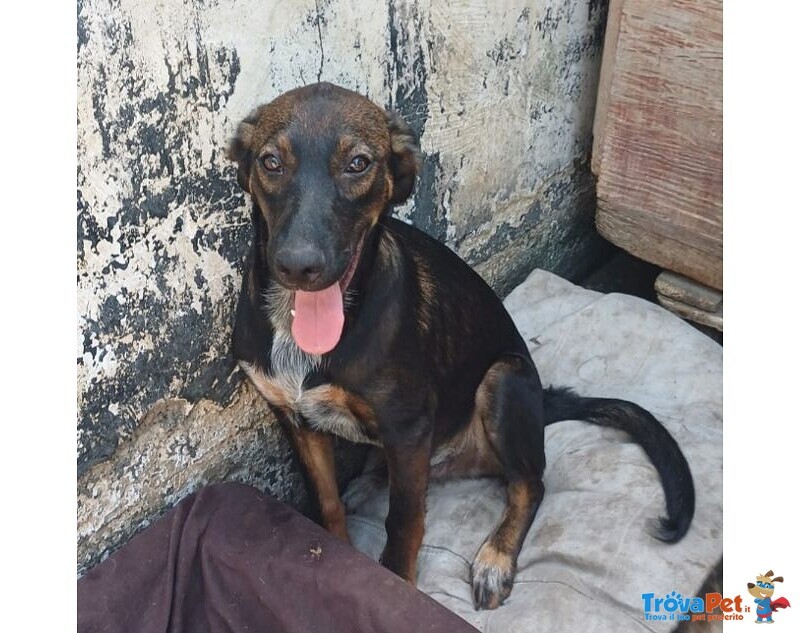 Orazio 2anni Affettuoso e Coccolone - Foto n. 2