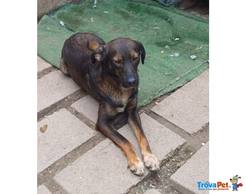 Orazio 2anni Affettuoso e Coccolone - Foto n. 4