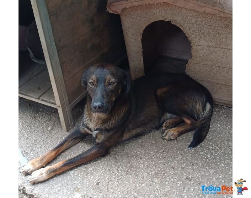 Orazio 2anni Affettuoso e Coccolone - Foto n. 5