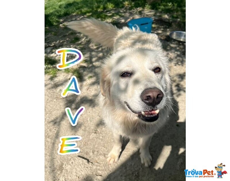 Dave 3anni Buono e mite tg Mediogrande - Foto n. 1