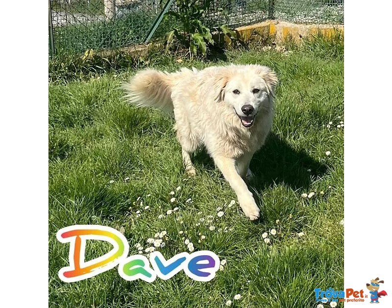 Dave 3anni Buono e mite tg Mediogrande - Foto n. 2