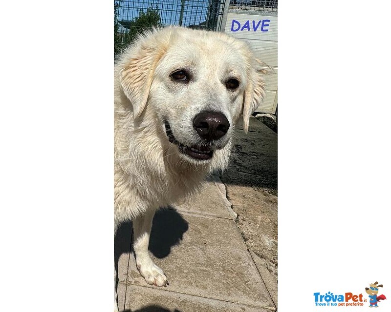 Dave 3anni Buono e mite tg Mediogrande - Foto n. 3