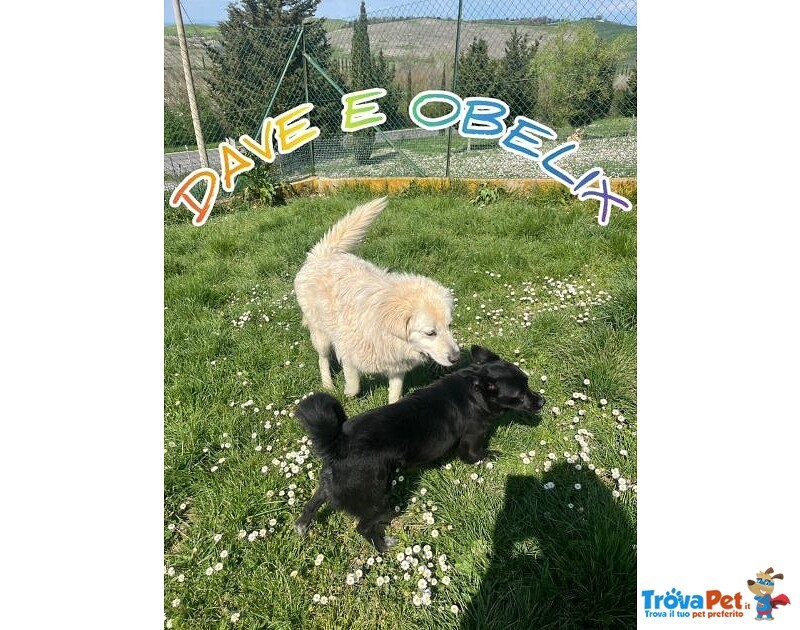 Dave 3anni Buono e mite tg Mediogrande - Foto n. 5