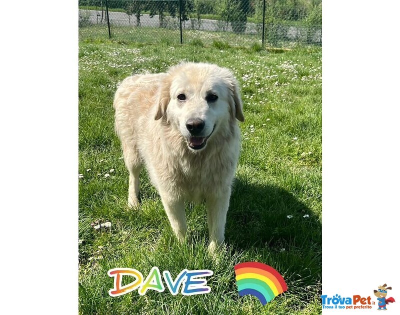 Dave 3anni Buono e mite tg Mediogrande - Foto n. 6