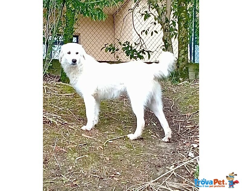 Santiago Affettuoso Giovane mix Maremmano - Foto n. 2