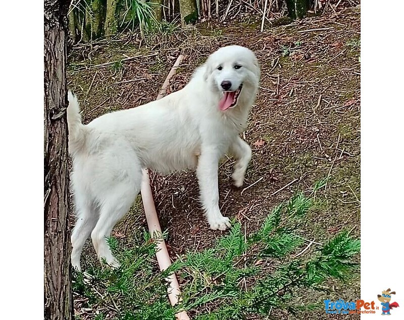 Santiago Affettuoso Giovane mix Maremmano - Foto n. 1