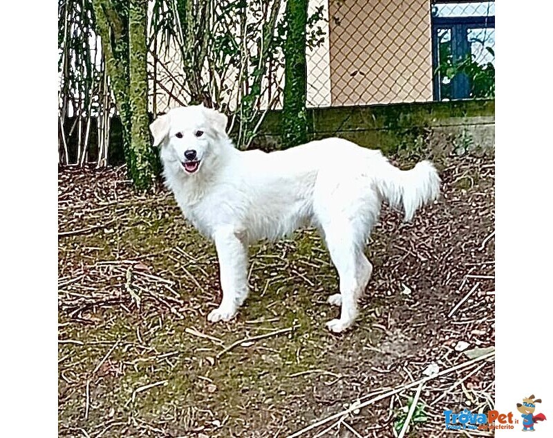 Santiago Affettuoso Giovane mix Maremmano - Foto n. 3