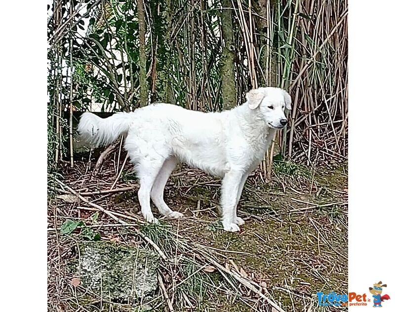 Ortensia Giovane Affettuosa mix Maremmano - Foto n. 1
