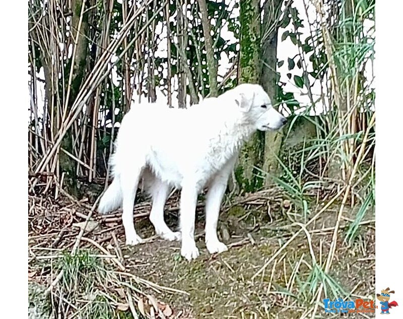 Ortensia Giovane Affettuosa mix Maremmano - Foto n. 2