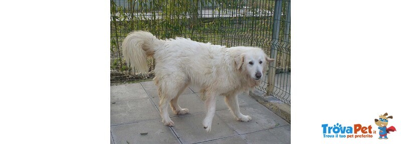 Ortensia Giovane Affettuosa mix Maremmano - Foto n. 3