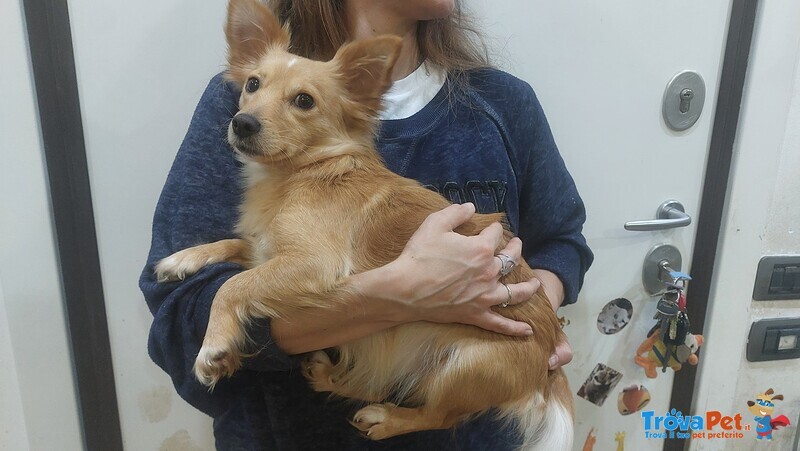 Mia Dolce Cagnolina Taglia mini Cerca casa - mix Chihuahua in Adozione - Foto n. 4