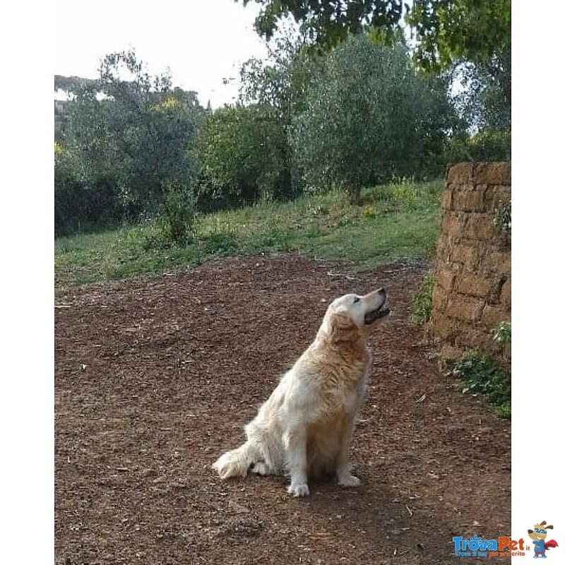Mary Dolcissima Golden Retriever Cerca casa - in Adozione! - Foto n. 4