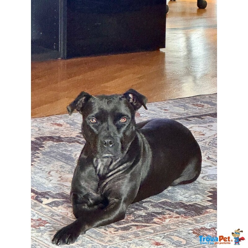 Sparta Cagnolona American Pitbull Terrier Cerca casa - in Adozione - Foto n. 3