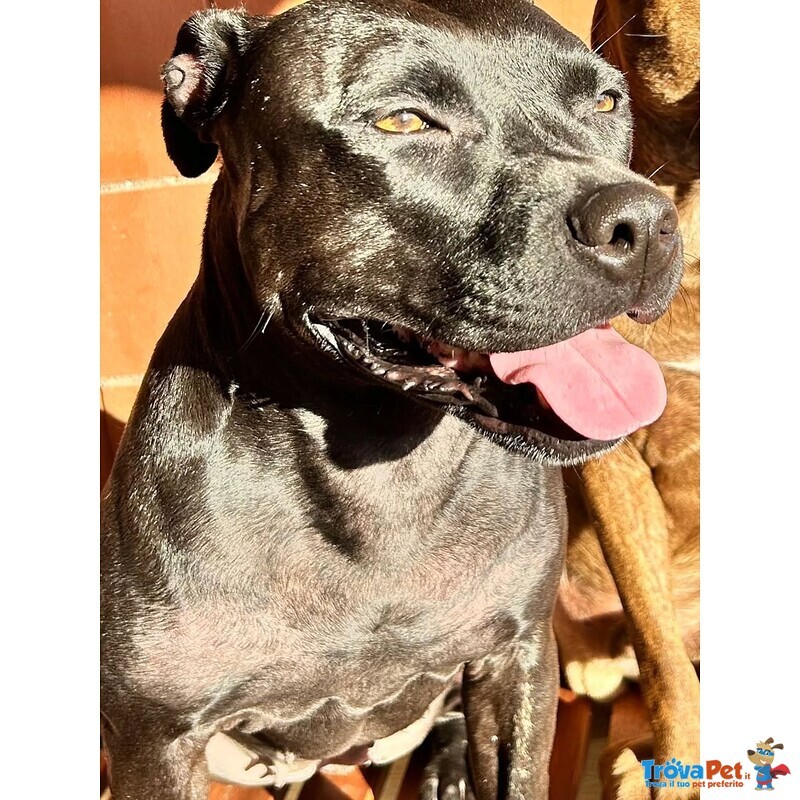 Sparta Cagnolona American Pitbull Terrier Cerca casa - in Adozione - Foto n. 4