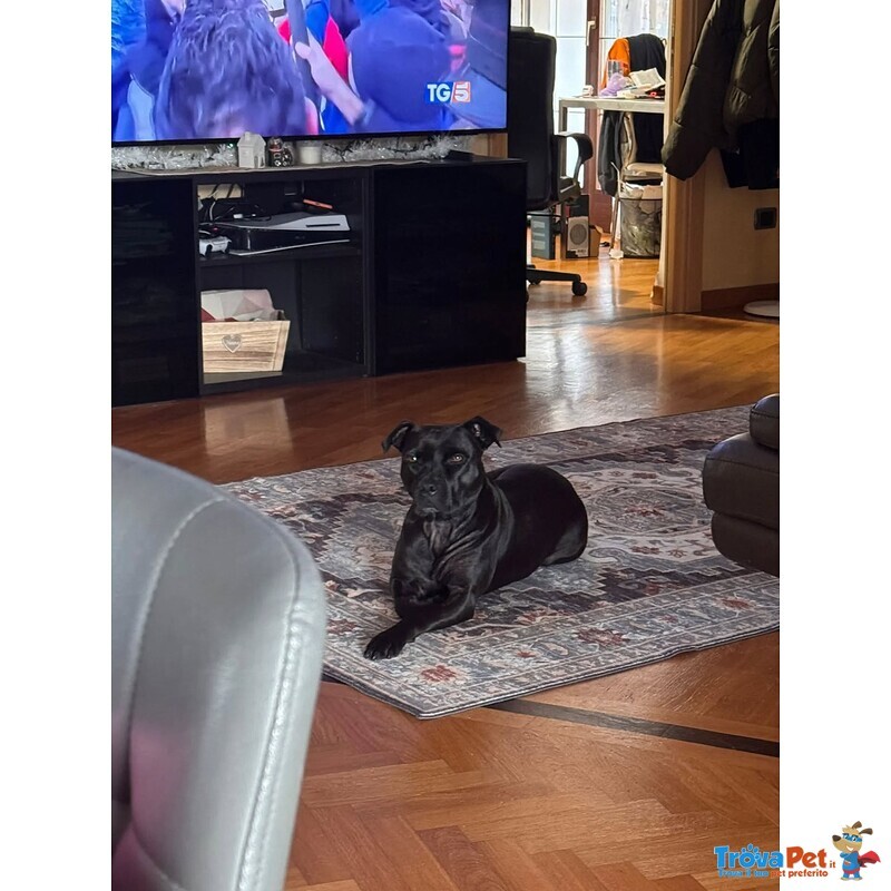 Sparta Cagnolona American Pitbull Terrier Cerca casa - in Adozione - Foto n. 5