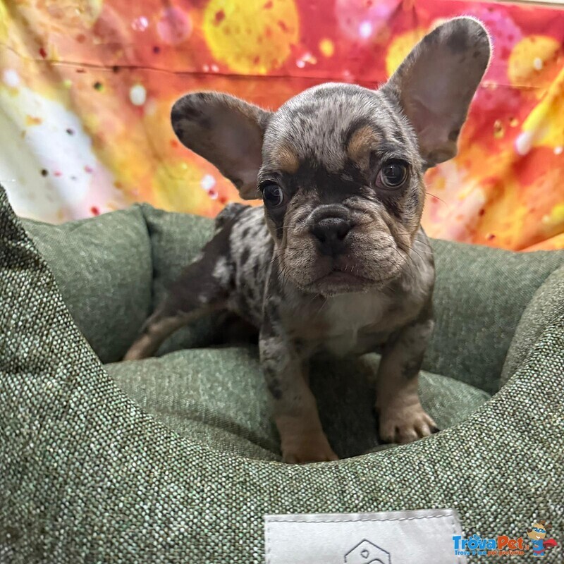 Cucciolo di Bouledogue Francese blu Merle Maschio - Foto n. 4