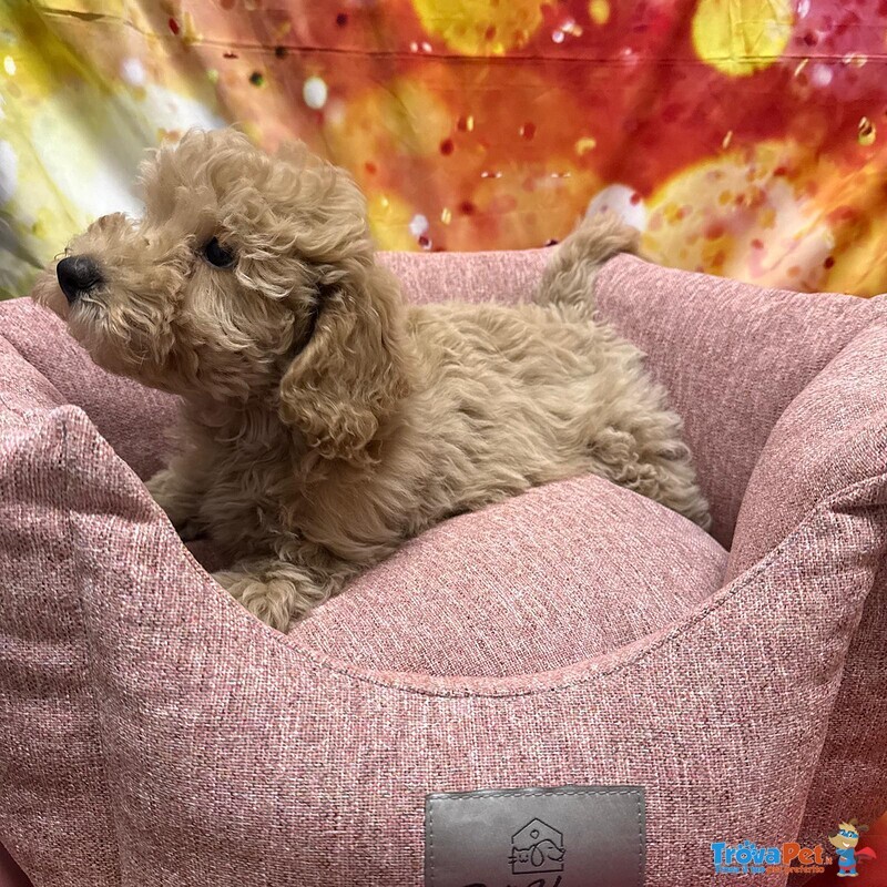 Cucciola di Maltipoo Crema Femmina - Foto n. 2