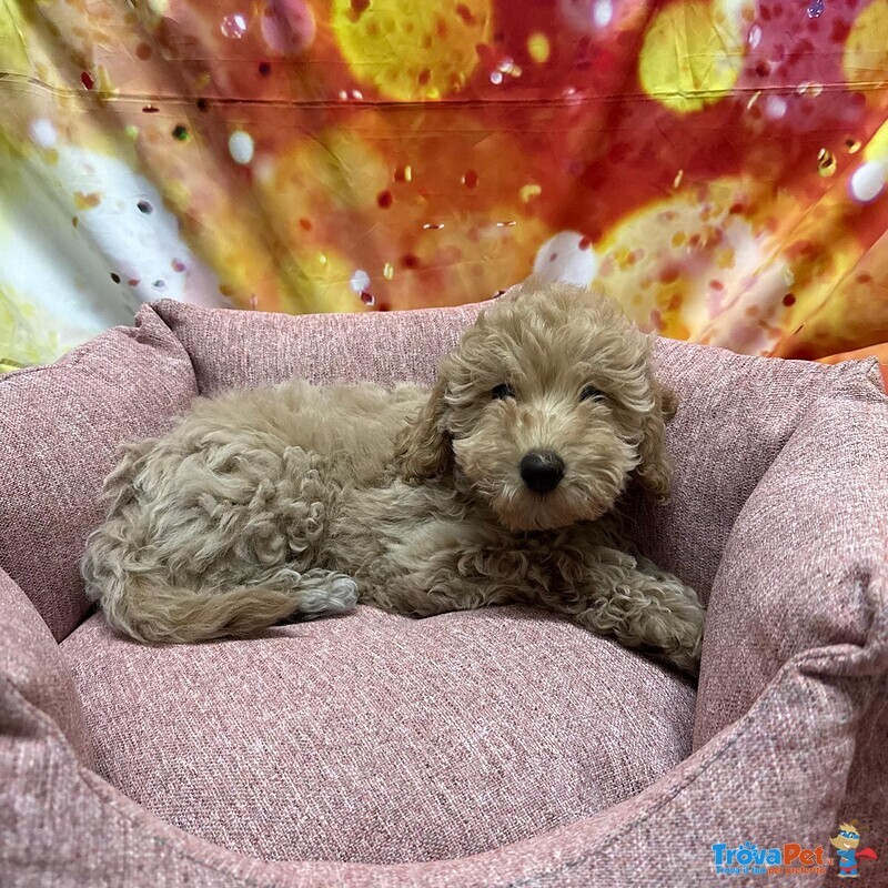 Cucciola di Maltipoo Crema Femmina - Foto n. 3