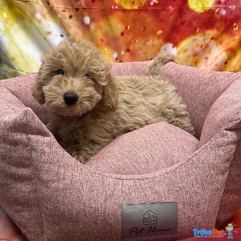 Cucciola di Maltipoo Crema Femmina - Foto n. 1