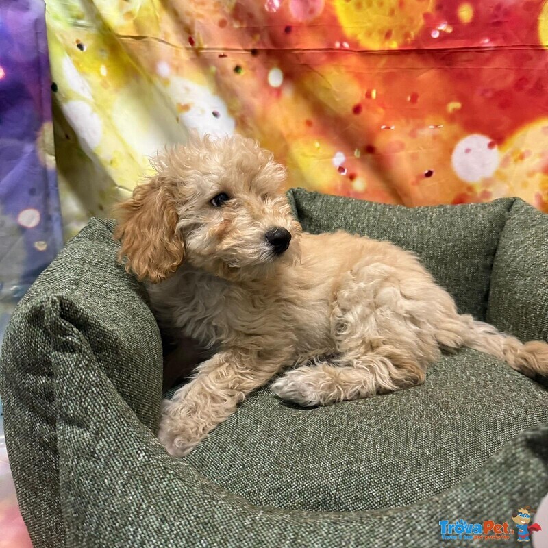 Cucciolo di Maltipoo Crema Maschio - Foto n. 1