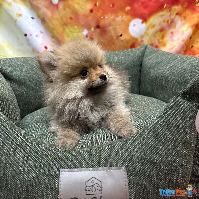 Cucciolo di Volpino di Pomerania Fulvo Maschio - Foto n. 4