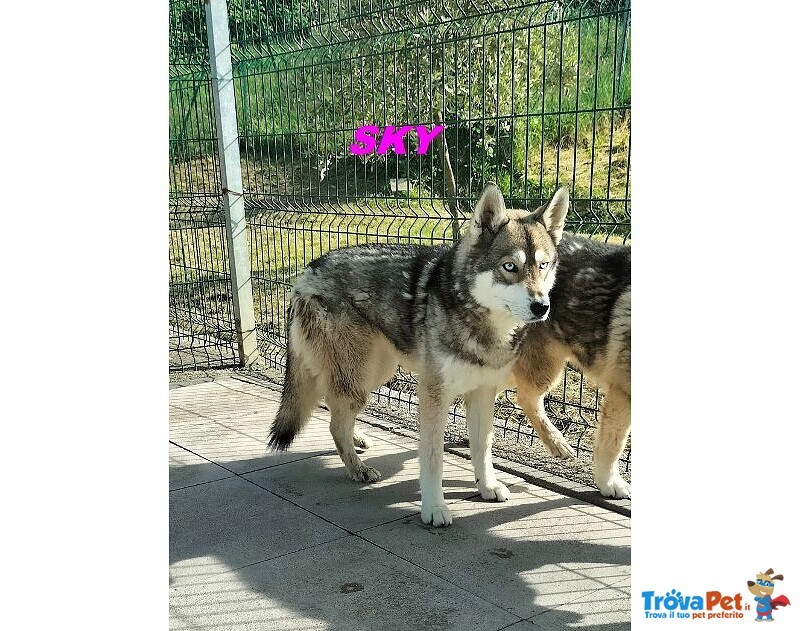 Sky ed Alpha Meravigliosi Husky - Foto n. 3