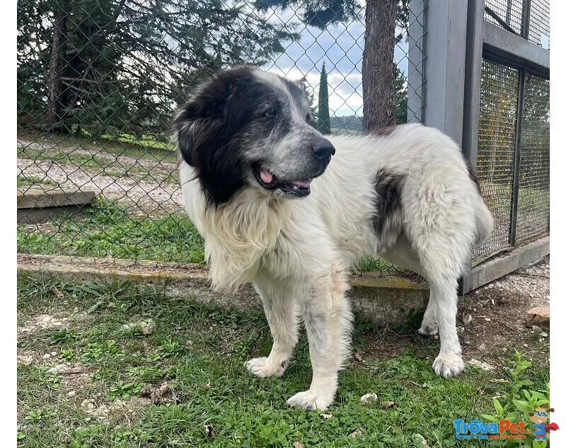 Hulk 4anni cane Pastore ama Carezze e Compagnia - Foto n. 1