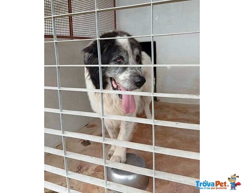 Hulk 4anni cane Pastore ama Carezze e Compagnia - Foto n. 2