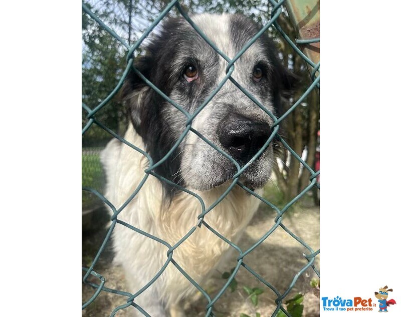 Hulk 4anni cane Pastore ama Carezze e Compagnia - Foto n. 3