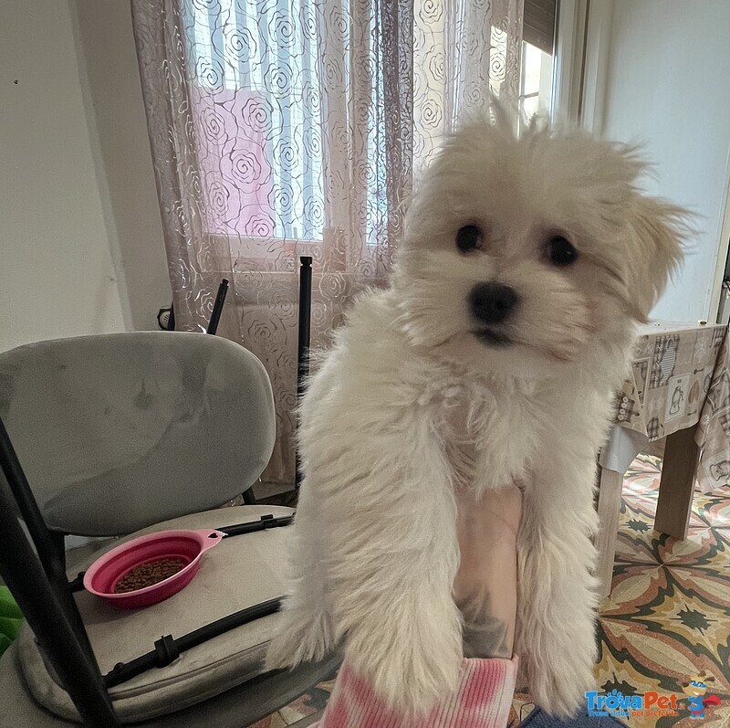 Maltese Cucciola - Foto n. 1