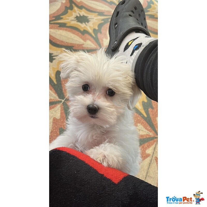 Maltese Cucciola - Foto n. 2