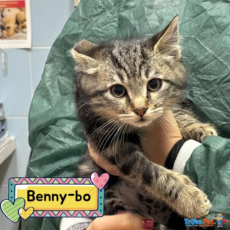 Benny-Bo Dolce Gattino 3 mesi Cerca casa - in Adozione - Foto n. 1