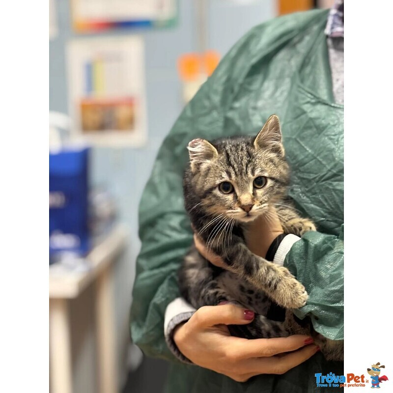 Benny-Bo Dolce Gattino 3 mesi Cerca casa - in Adozione - Foto n. 2