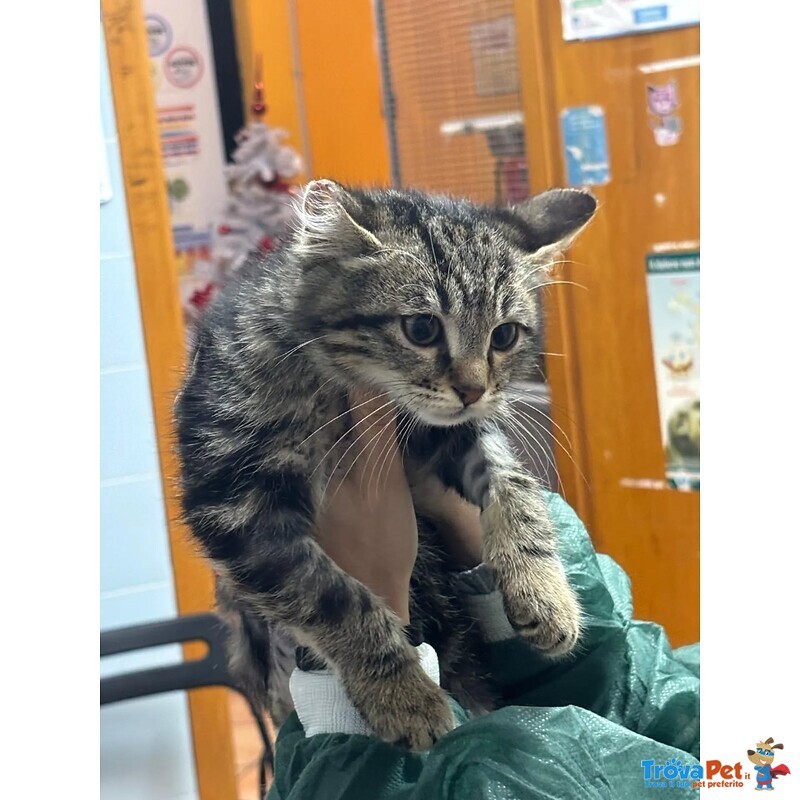 Benny-Bo Dolce Gattino 3 mesi Cerca casa - in Adozione - Foto n. 3