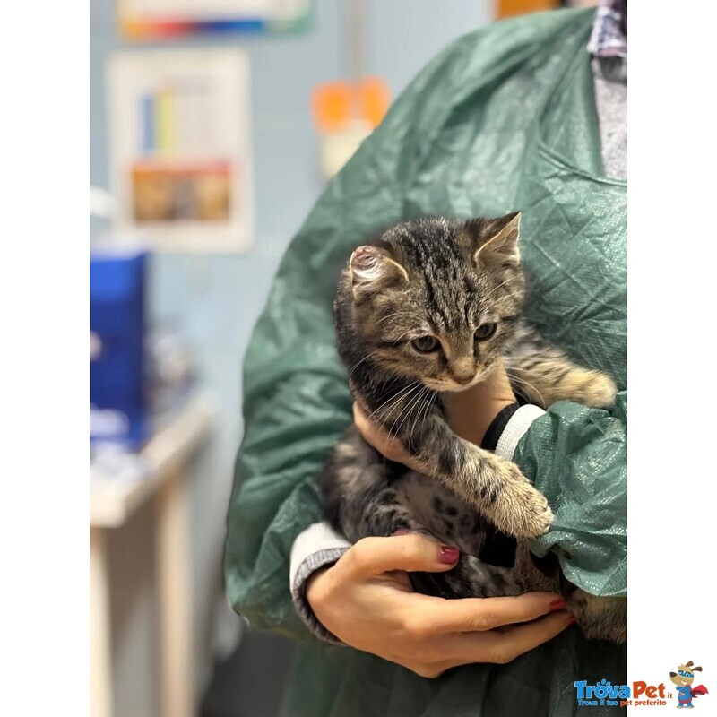 Benny-Bo Dolce Gattino 3 mesi Cerca casa - in Adozione - Foto n. 4