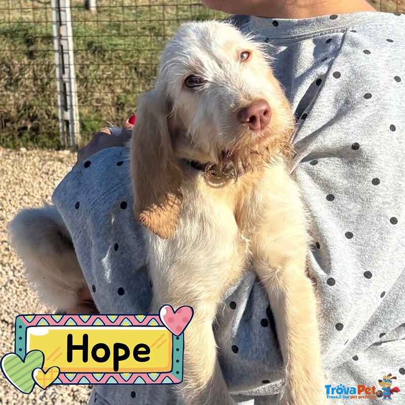Hope Dolce Cucciola 4 mesi Spinone Italiano Cerca Casa - Foto n. 1