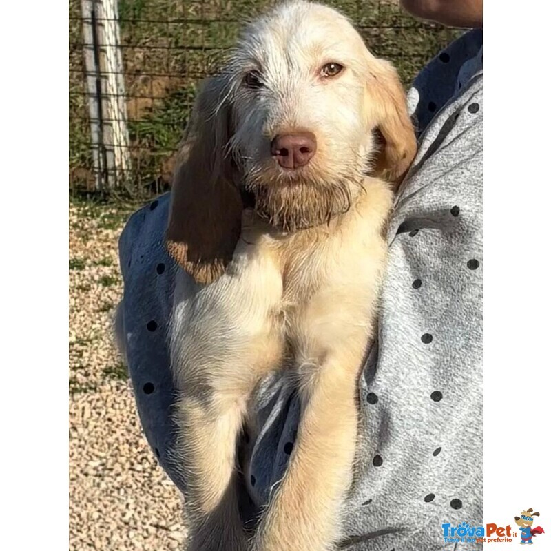 Hope Dolce Cucciola 4 mesi Spinone Italiano Cerca Casa - Foto n. 2