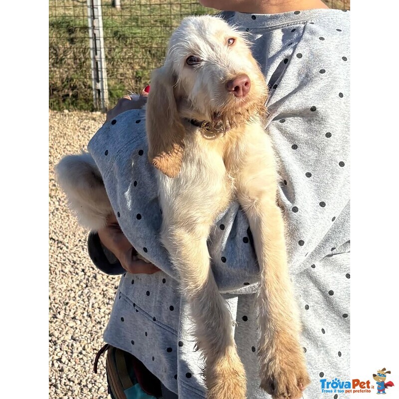 Hope Dolce Cucciola 4 mesi Spinone Italiano Cerca Casa - Foto n. 3