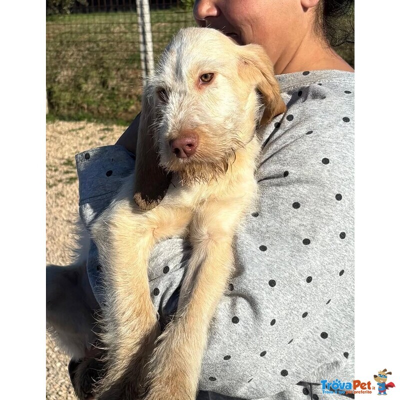 Hope Dolce Cucciola 4 mesi Spinone Italiano Cerca Casa - Foto n. 4