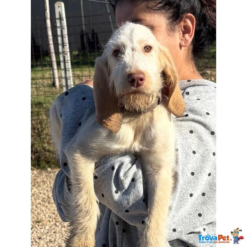 Hope Dolce Cucciola 4 mesi Spinone Italiano Cerca Casa - Foto n. 5
