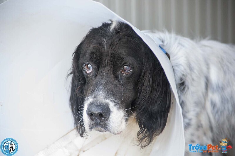Zack, un Setter che Sogna il Divano non un Box - Foto n. 1