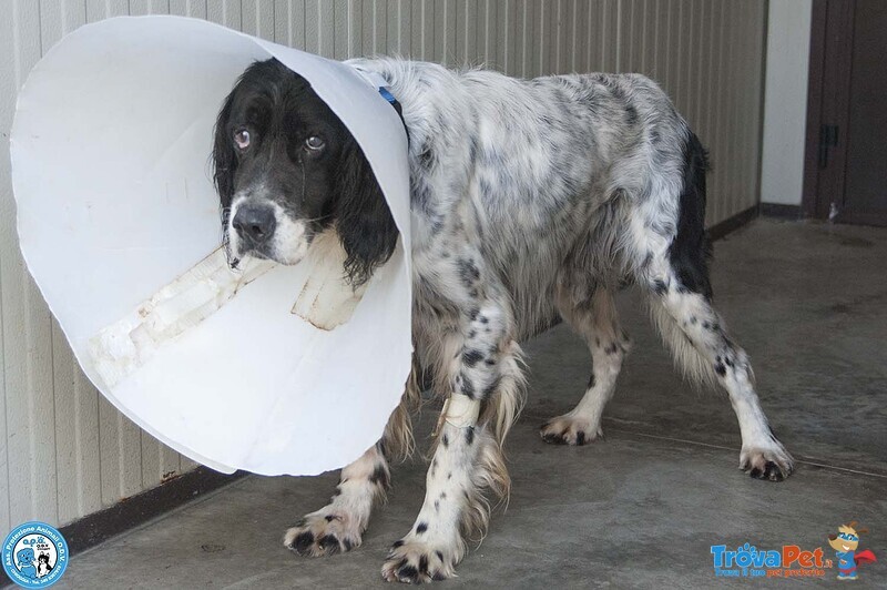 Zack, un Setter che Sogna il Divano non un Box - Foto n. 2
