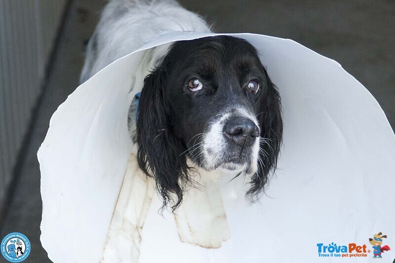Zack, un Setter che Sogna il Divano non un Box - Foto n. 3