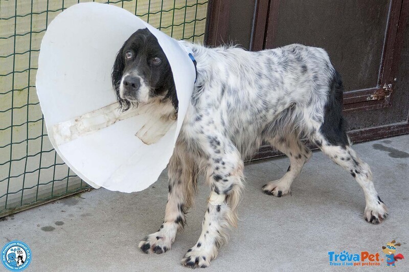Zack, un Setter che Sogna il Divano non un Box - Foto n. 4