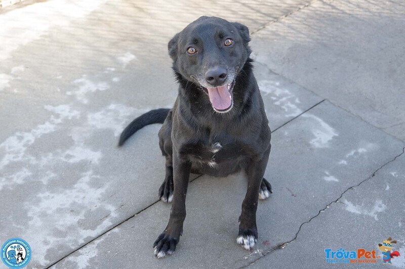 Pako: Energia, Carattere e Tanta Voglia di Ricominciare - Foto n. 1