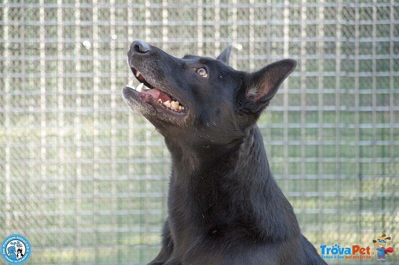 Pako: Energia, Carattere e Tanta Voglia di Ricominciare - Foto n. 2