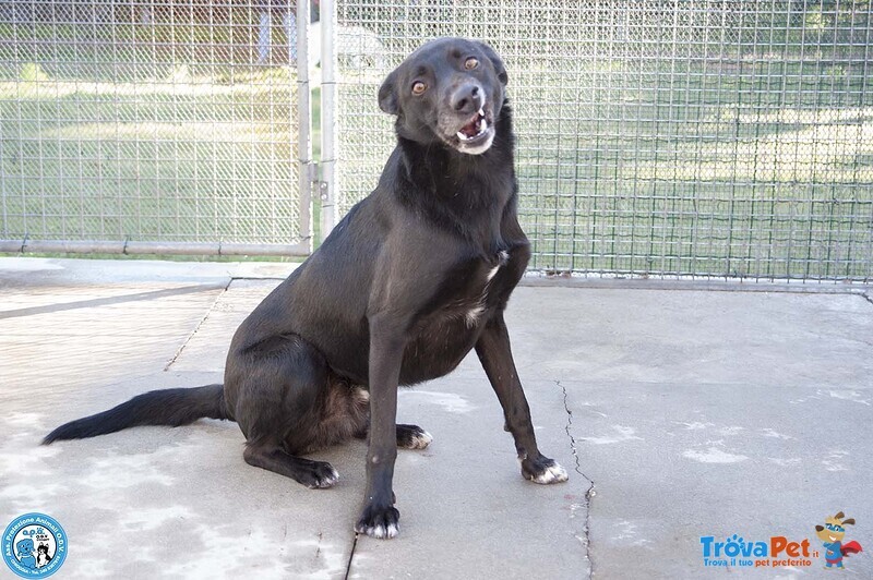 Pako: Energia, Carattere e Tanta Voglia di Ricominciare - Foto n. 4