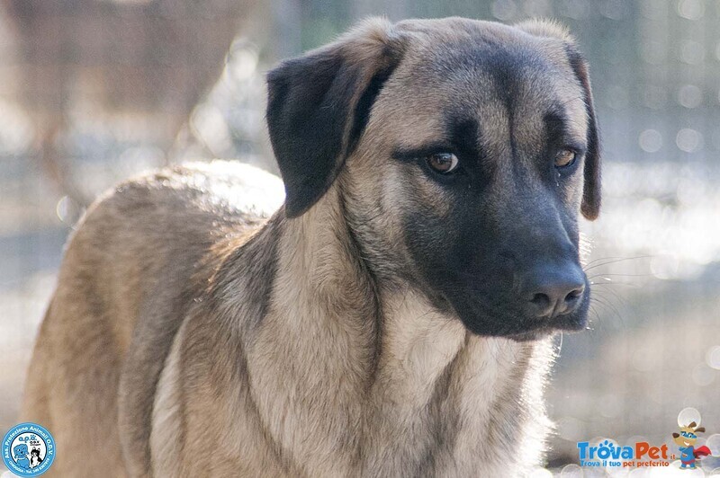 Se ami i cani Sensibili, Plinio ti sta Aspettando - Foto n. 1