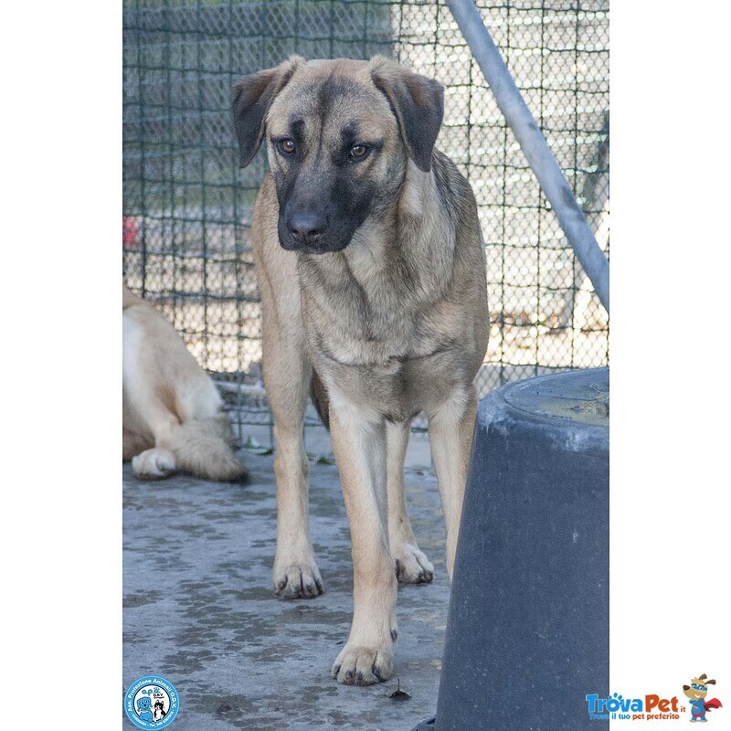 Se ami i cani Sensibili, Plinio ti sta Aspettando - Foto n. 2